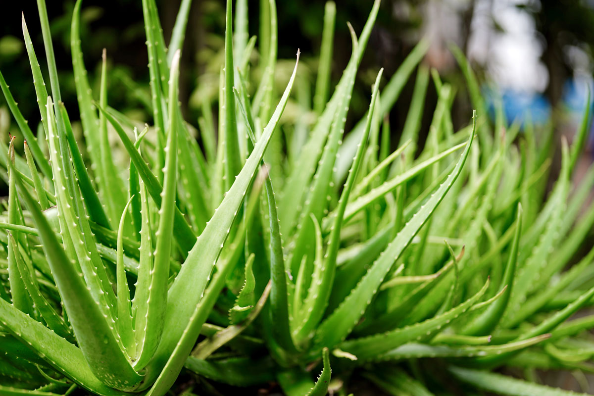 Aloe vera inky: Pouitie na zpal a ak s neiaduce inky?